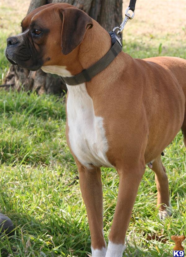 Dogs for Sale