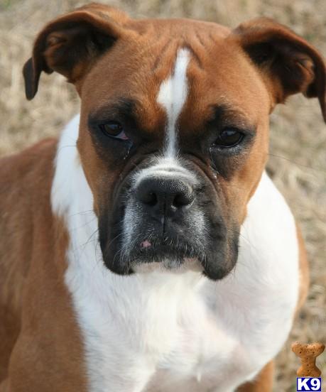 Dogs for Sale