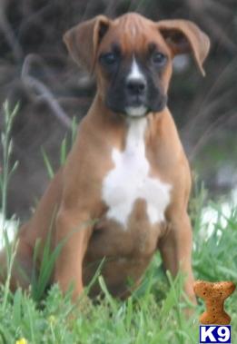 Puppies in Sulphur springs