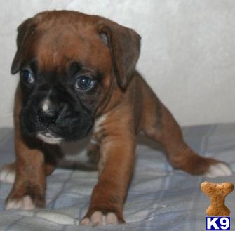 Puppies in Sulphur springs