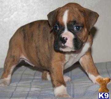 Puppies in Sulphur springs