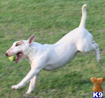 Dogs for Sale in TX