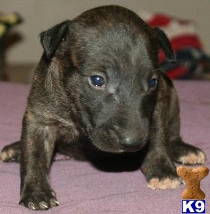 Puppies in Sulphur springs