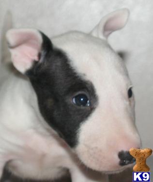 Puppies in Sulphur springs