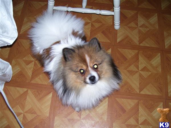 Stud Dogs - Pomeranian