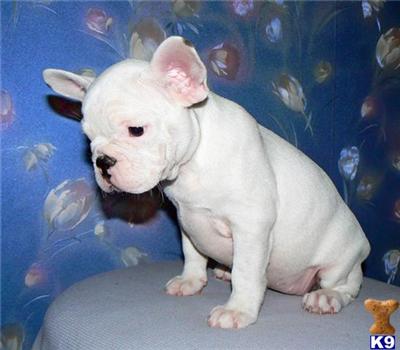 French Bulldog Puppies for Sale