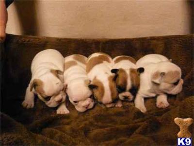 Puppies for Sale