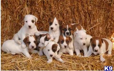 Puppies for Sale