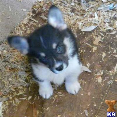 Pembroke Welsh Corgi Puppies for Sale