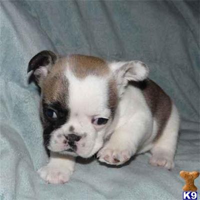 French Bulldog Puppies for Sale