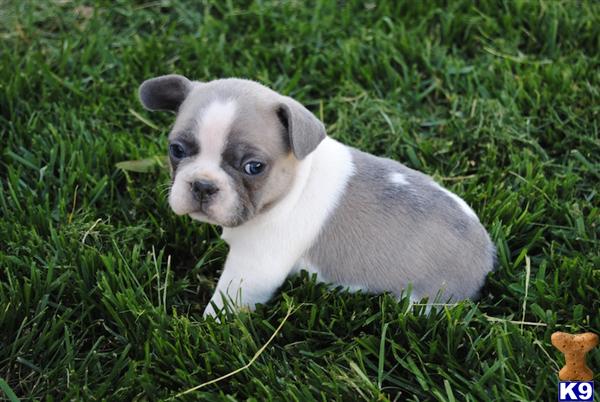 Puppies in Springville