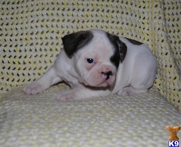 Puppies in Springville