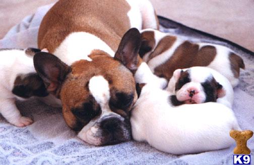 Puppies in Springville