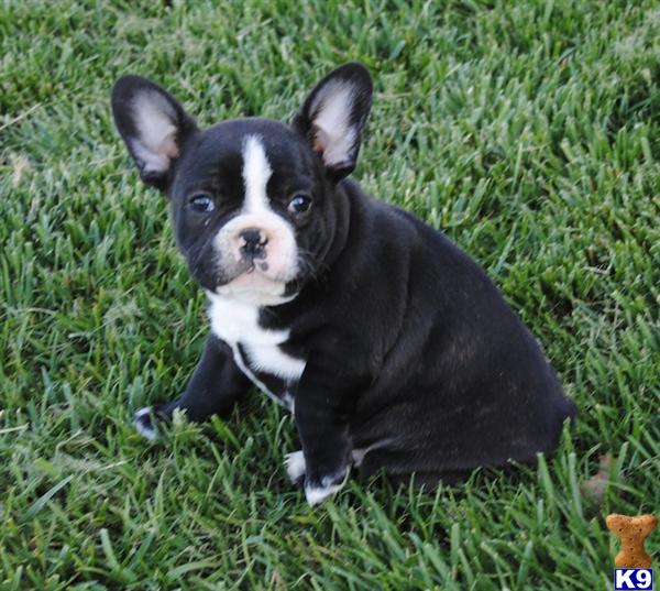 Puppies in Springville