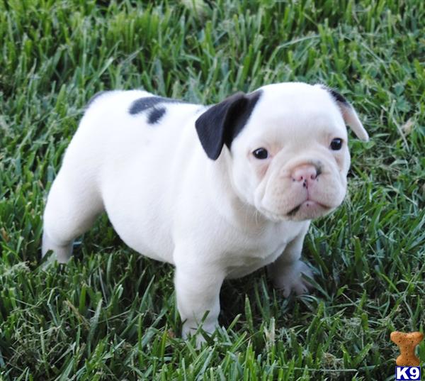 Puppies in Springville