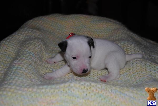 Jack Russell Terrier Puppies
