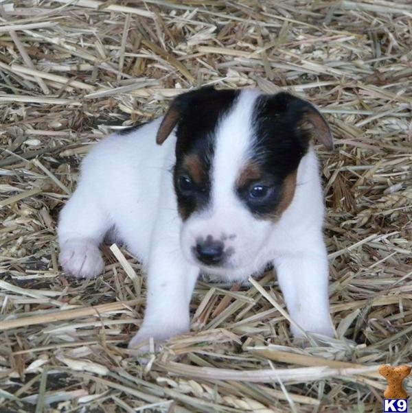 Puppies in Springville