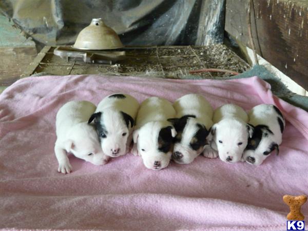 Puppies in Springville