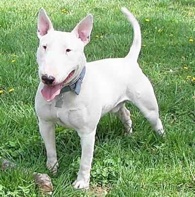 Stud Dogs - Bull Terrier