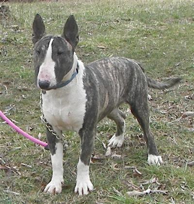 Stud Dogs - Bull Terrier