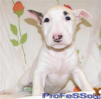 Puppies in Alexandria