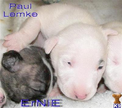 Bull Terrier Puppies for Sale