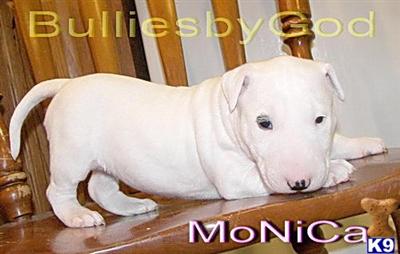 Bull Terrier Puppies for Sale
