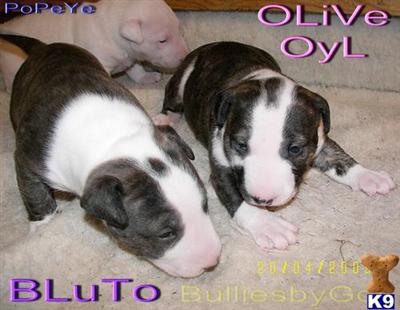 Bull Terrier Puppies for Sale