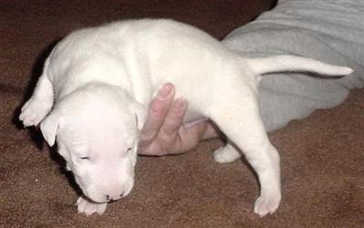 Bull Terrier Puppies for Sale