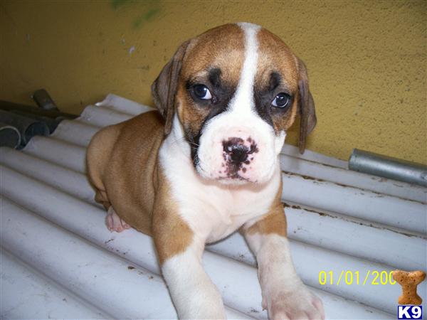 American Bulldog Puppies in FL