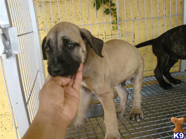 Presa Canario Puppies