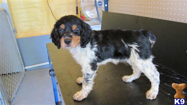 French Brittany Puppies