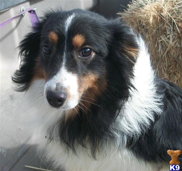 Dogs for Sale in NV