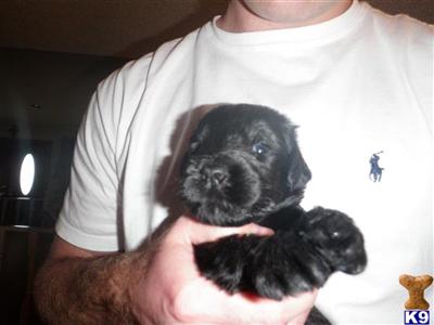 Giant Schnauzer Puppies for Sale