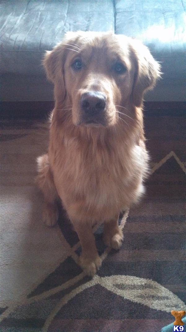 Stud Dogs - Golden Retriever