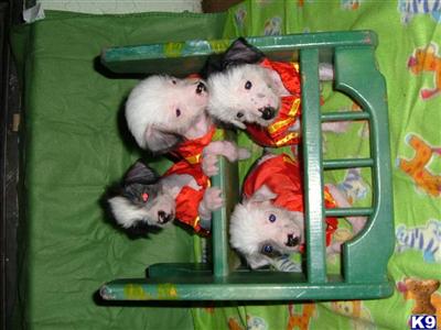 Chinese Crested Puppies for Sale