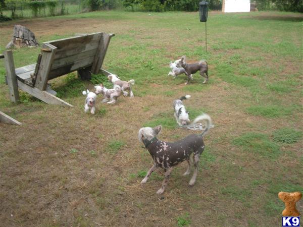 Puppies in Granbury