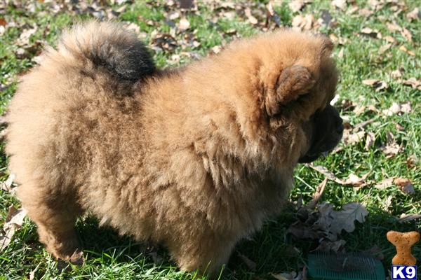 Chow Chow Puppies