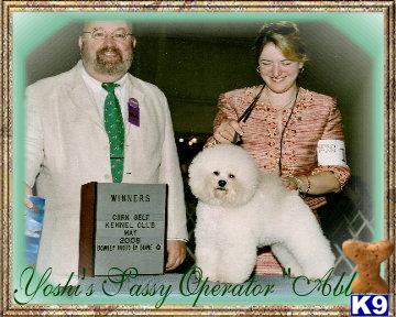 Dogs - Bichon Frise