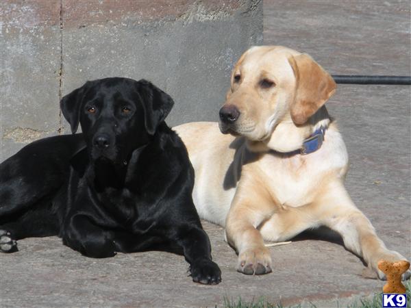 golden retriever puppies alabama. Only the entire family alabama