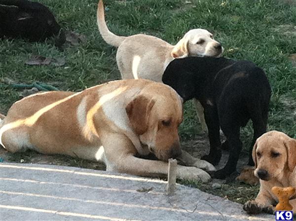 Puppies in Moreno valley
