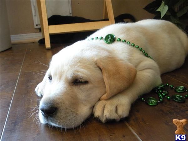 Puppies in Moreno valley