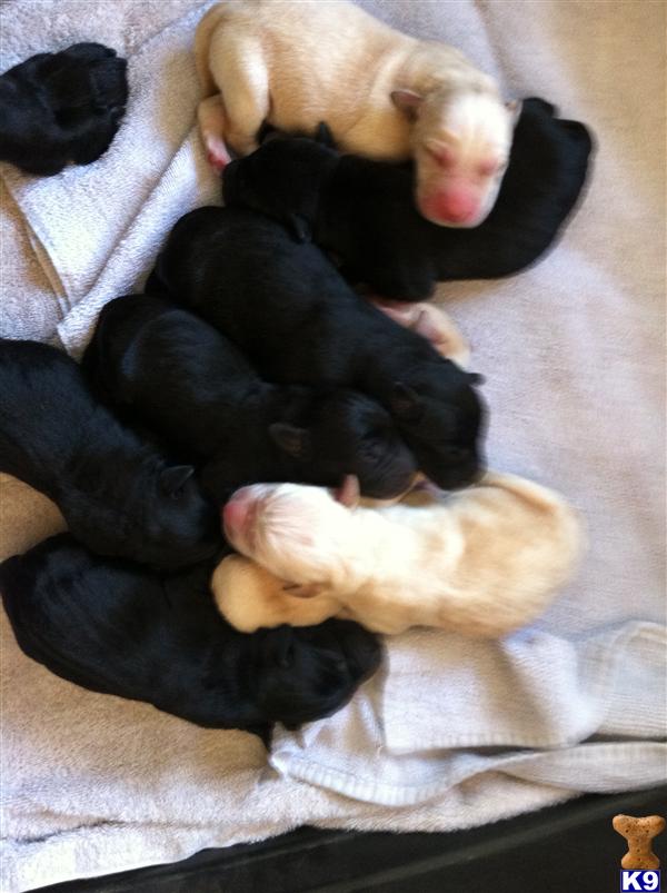 Puppies in Moreno valley