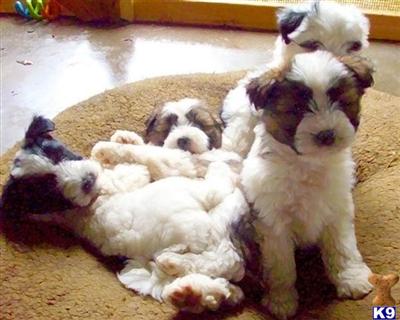 Tibetan Terrier Puppies for Sale
