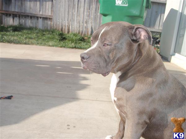 Stud Dogs in CA