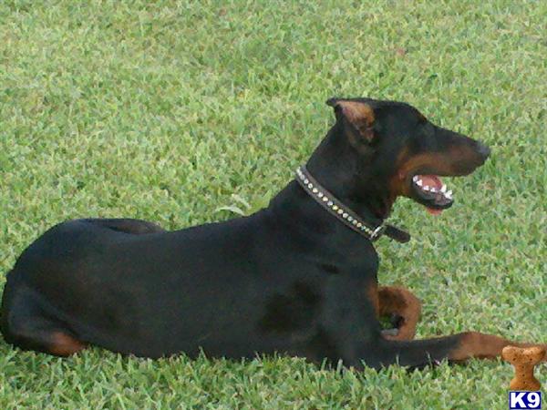 dogs 101 rottweiler animal planet dogs 101 doberman image search results dogs 101 rottweiler animal planet dogs 101 doberman image search results