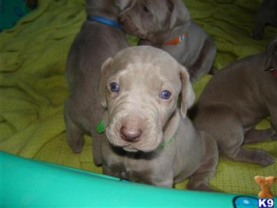 Weimaraner Puppies for Sale