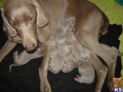 Weimaraner Puppies for Sale