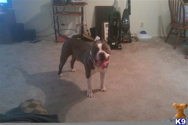 Stud Dogs in OK