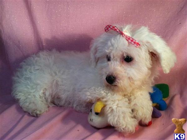 Bichon Frise Puppies